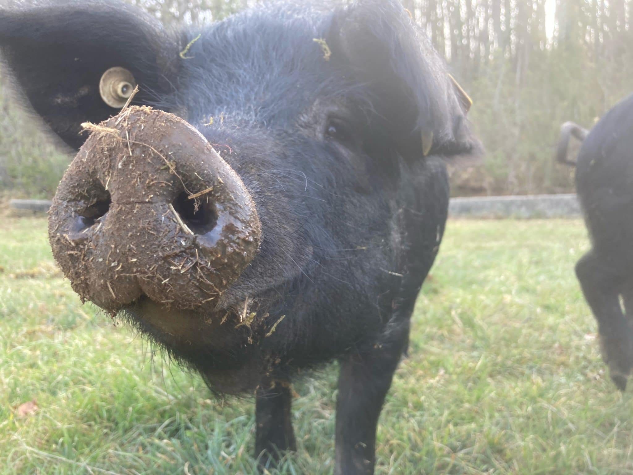 Porc noir gascon dans une prairie et son groin au premier plan très proche de l'objectif