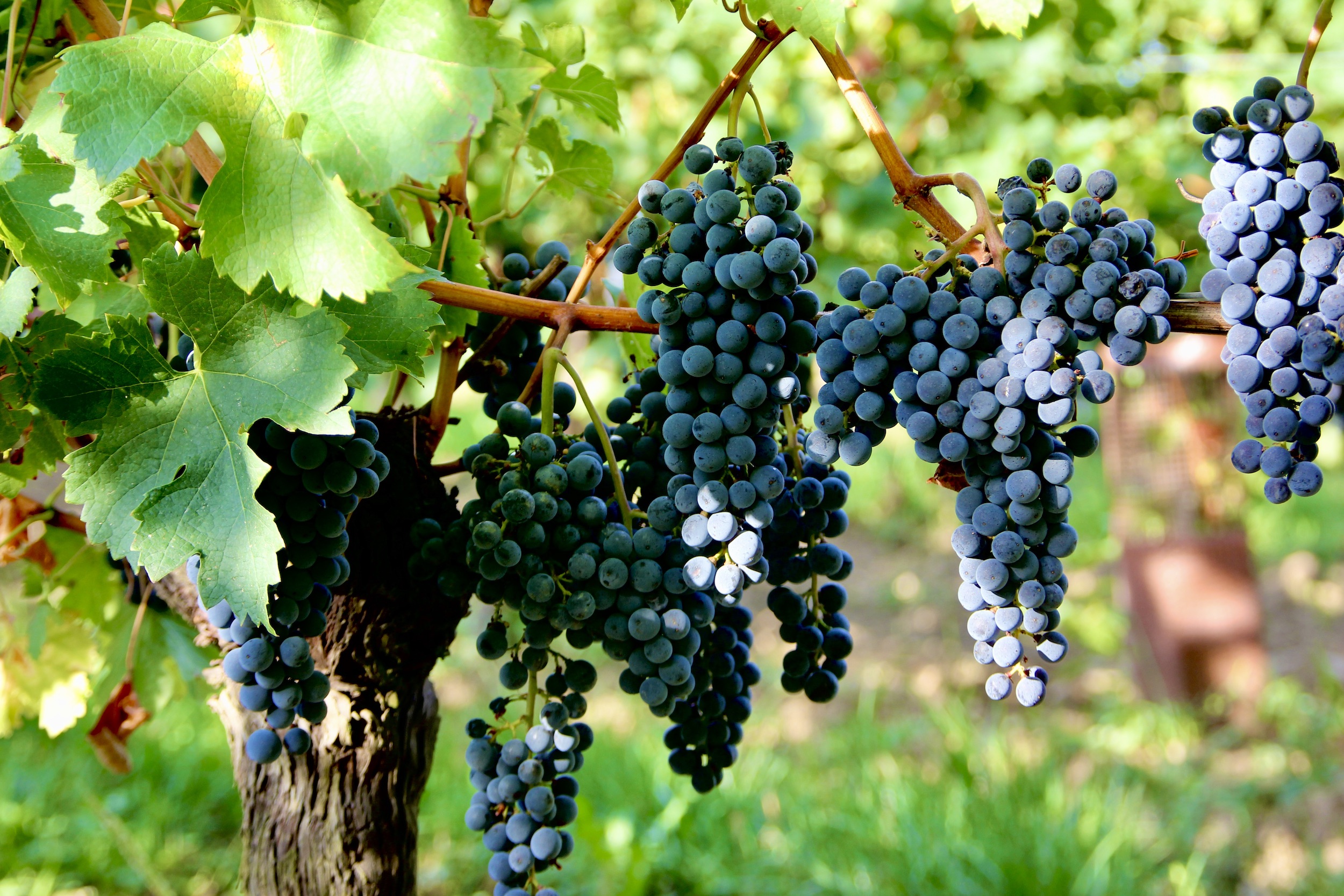 Pieds de vigne recouverts de grappes de raisin rouges bien mûrs