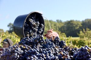 Seau de raisins fraîchement récoltés déversé dans une benne à vendange au Château Terre Vieille