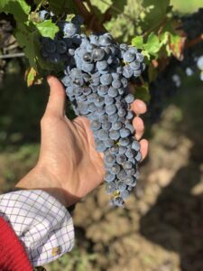 Main tenant une grappe de vigne rouge mûre, symbole de la récolte au Château Terre Vieille